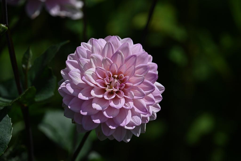 2025-08150118 Tower Hill Botanic Garden, MA.JPG - Dahlia. New England Botanic Garden at Tower Hill, MA, 8-15-2025